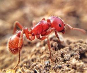 خطرناک ترین مورچه ها
