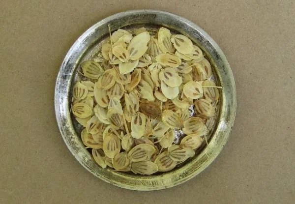 عوارض گلپر
