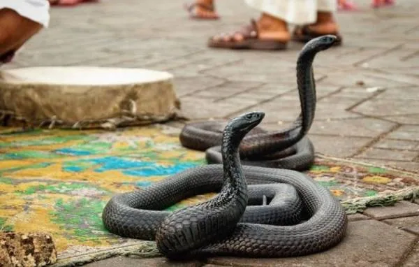 زنده شدن مرده
