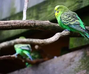 پرنده سخنگو