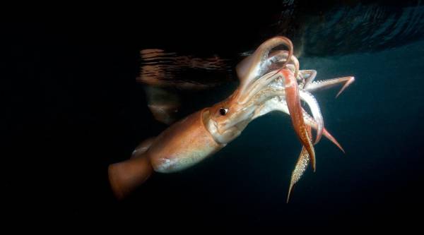 ماهی مرکب 