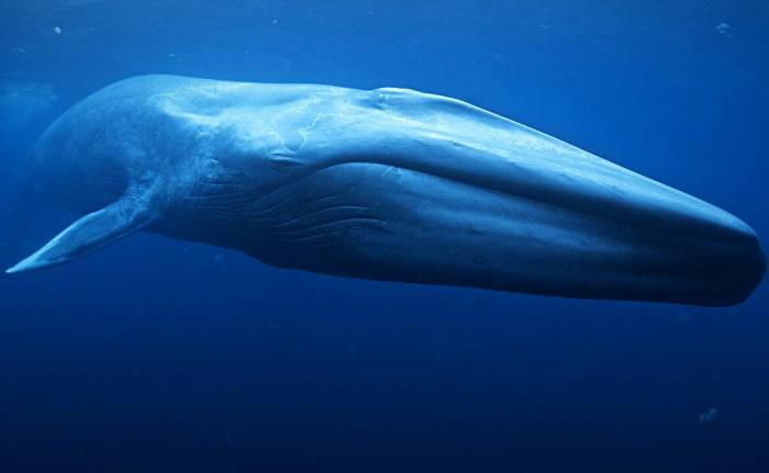 قلب نهنگ آبی 