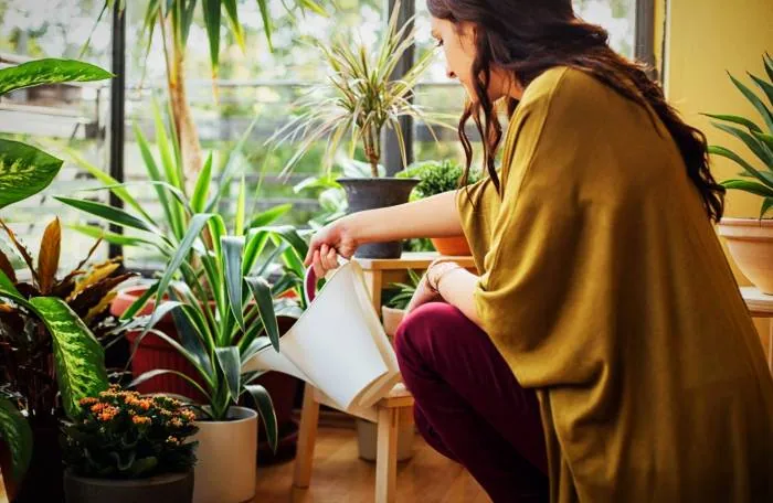آبیاری گیاهان آپارتمانی