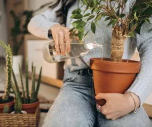 آبیاری گیاهان آپارتمانی