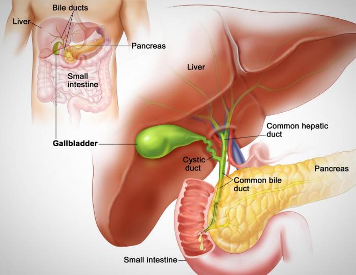 سیستم کبدی کبد