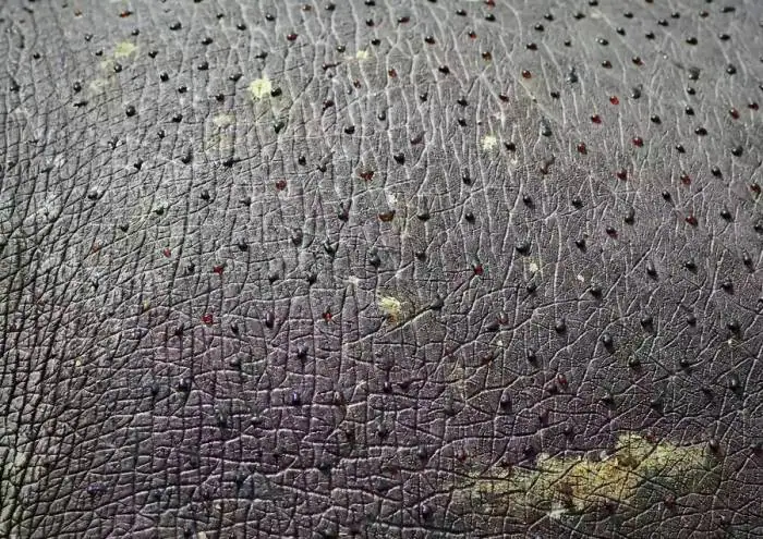 پوست کرگدن 