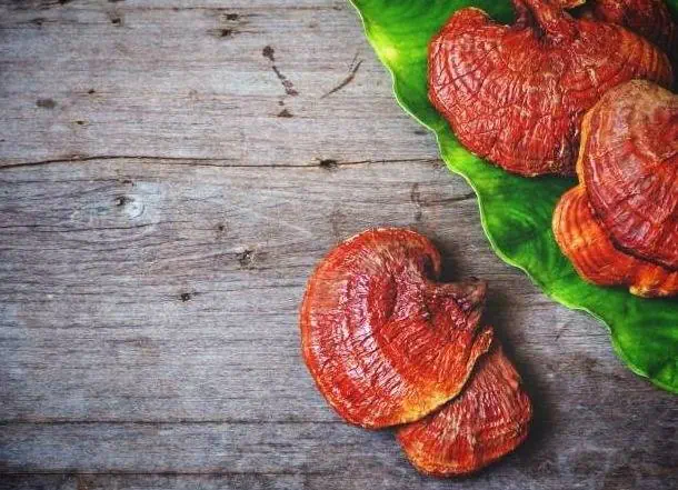 قارچ گانودرما چیست