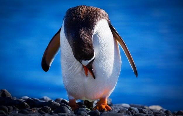 روز پنگوئن