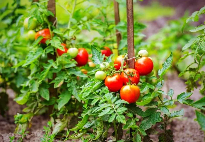 اصول کاشت گوجه فرنگی 