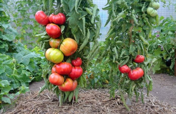کاشت گیاه گوجه فرنگی