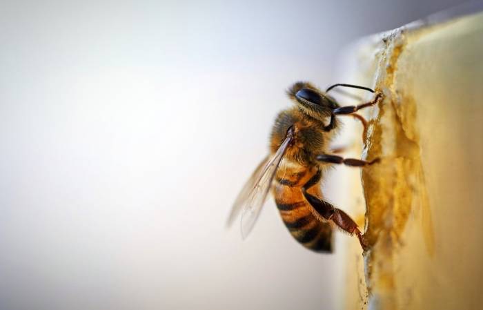 تبریک انگلیسی روز زنبور