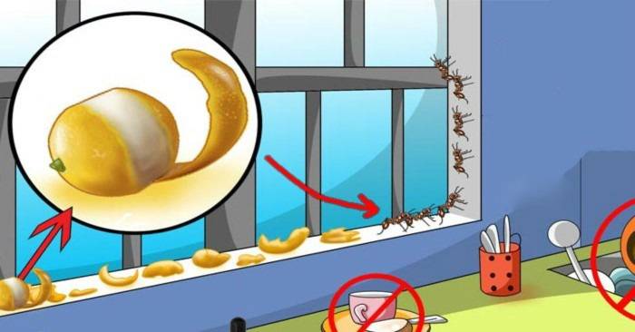 11 پیشنهاد خانگی و طبیعی برای فراری دادن مورچه ها