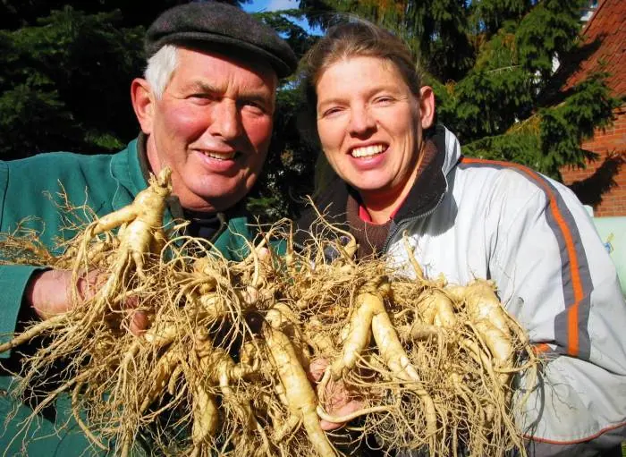 مصرف جینسینگ