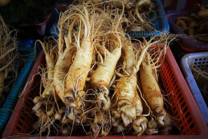 فواید جینسینگ برای پوست جینسینگ برای پوست