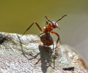 مورچه کشاورز