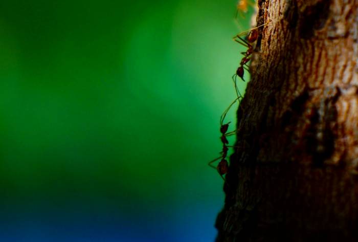 مورچه کشاورز 