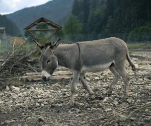 کشتن الاغ