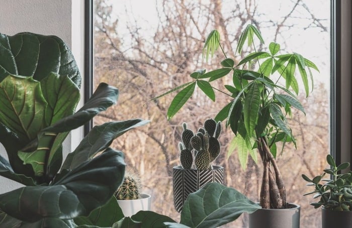 گیاهان آپارتمانی در پاییز