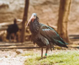 حیوانات وحشتناک