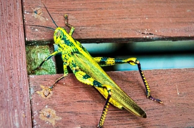 قصه کودکانه ملخ طلایی