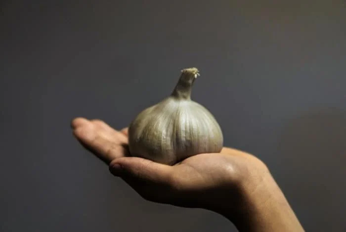 سیر