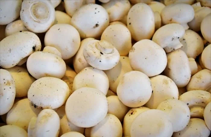 قارچ خوراکی