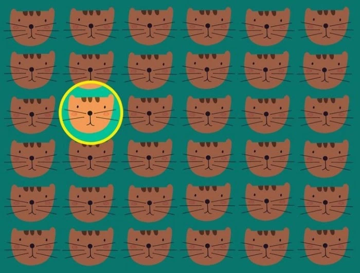 گربه متفاوت