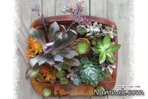 کاکتوس