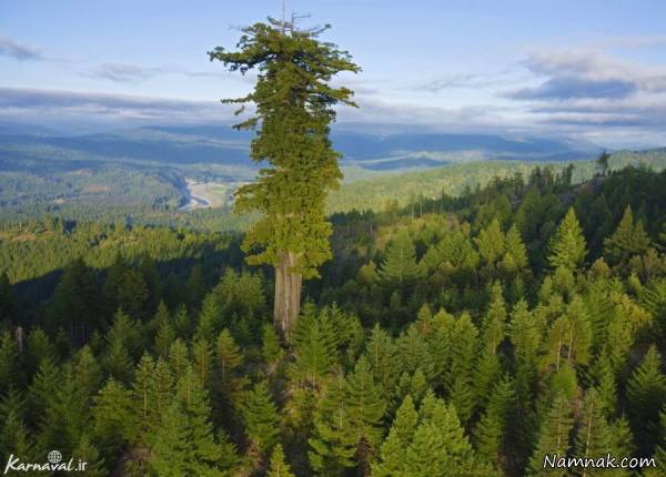 بلندترین درخت
