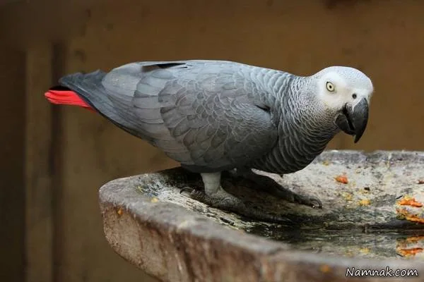 کاسکو