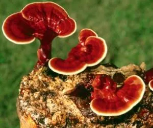 قارچ گانودرما