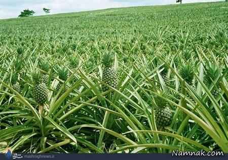 مزرعه آناناس