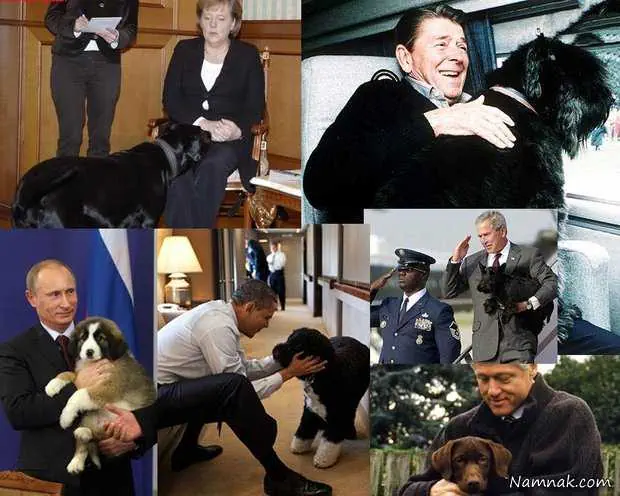 نگهداری از سگ