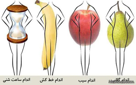تیپ های بدنی