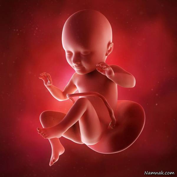 وضعیت مادر و جنین در هفته 34 بارداری 