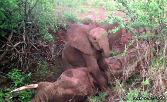 واکنش بچه فیل به مرگ مادرش