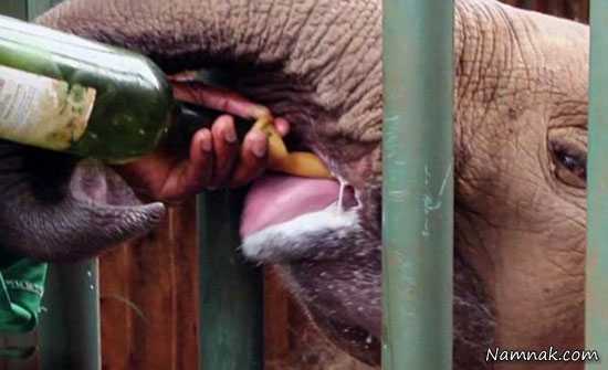 شیر خوردن بچه فیل