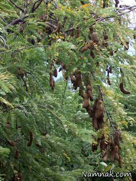 تصاویری از درخت تمبر هندی