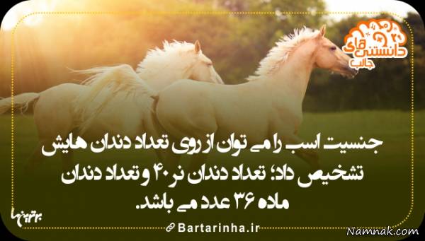 دانستنیها درباره اسب