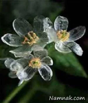 گل کریستالی