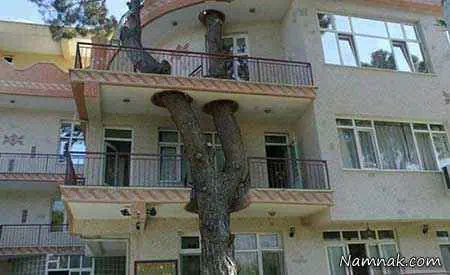 درخت داخل خانه