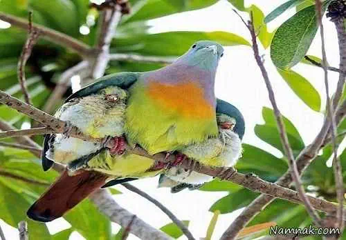 پرنده