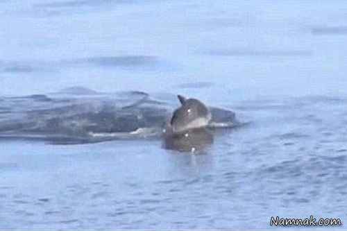 عزاداری دلفین ها