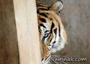 معبد ببرها