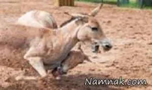دعوای الاغ