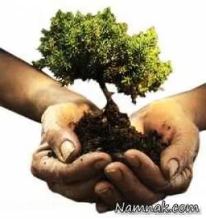 کاریکاتور روز درختکاری