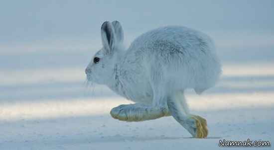 خرگوش قطبی