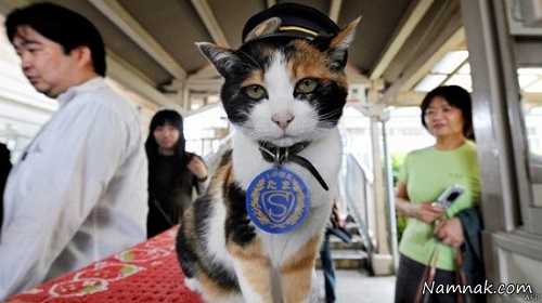 گربه رئیس ایستگاه قطار