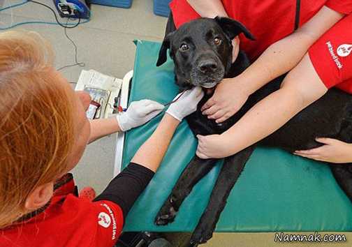 سگ اهدا کننده خون