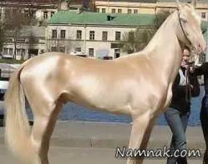 گرانترین اسب دنیا